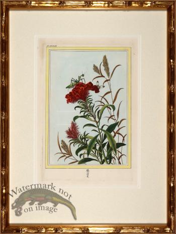 Buchoz Botanicals in Bamboo 06